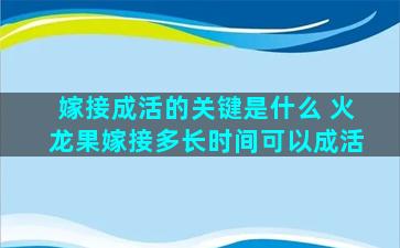 嫁接成活的关键是什么 火龙果嫁接多长时间可以成活